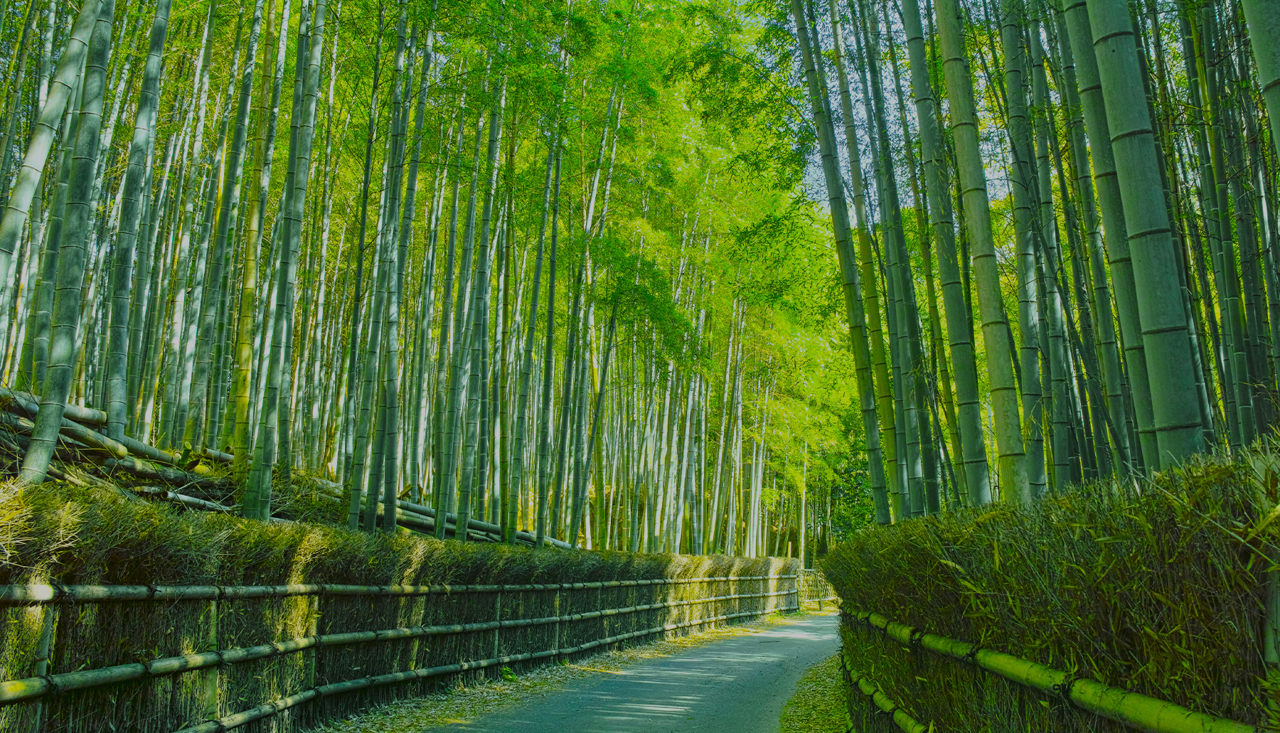 京都が紡いできた伝統と革新、 それこそがサスティナブルな世界へと繋がる