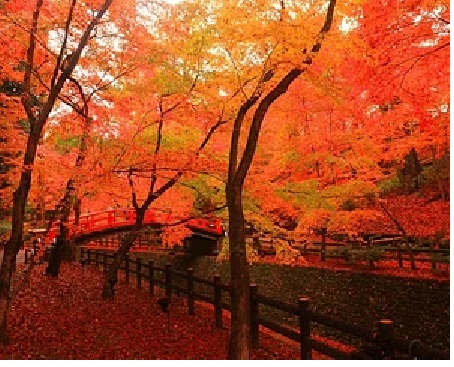 京都紅葉の名所を訪れる