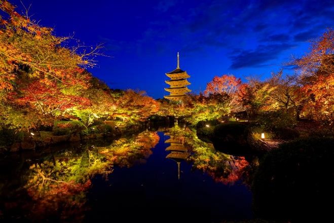 世界遺産「東寺」紅葉ライトアップと金堂・講堂夜間特別拝観