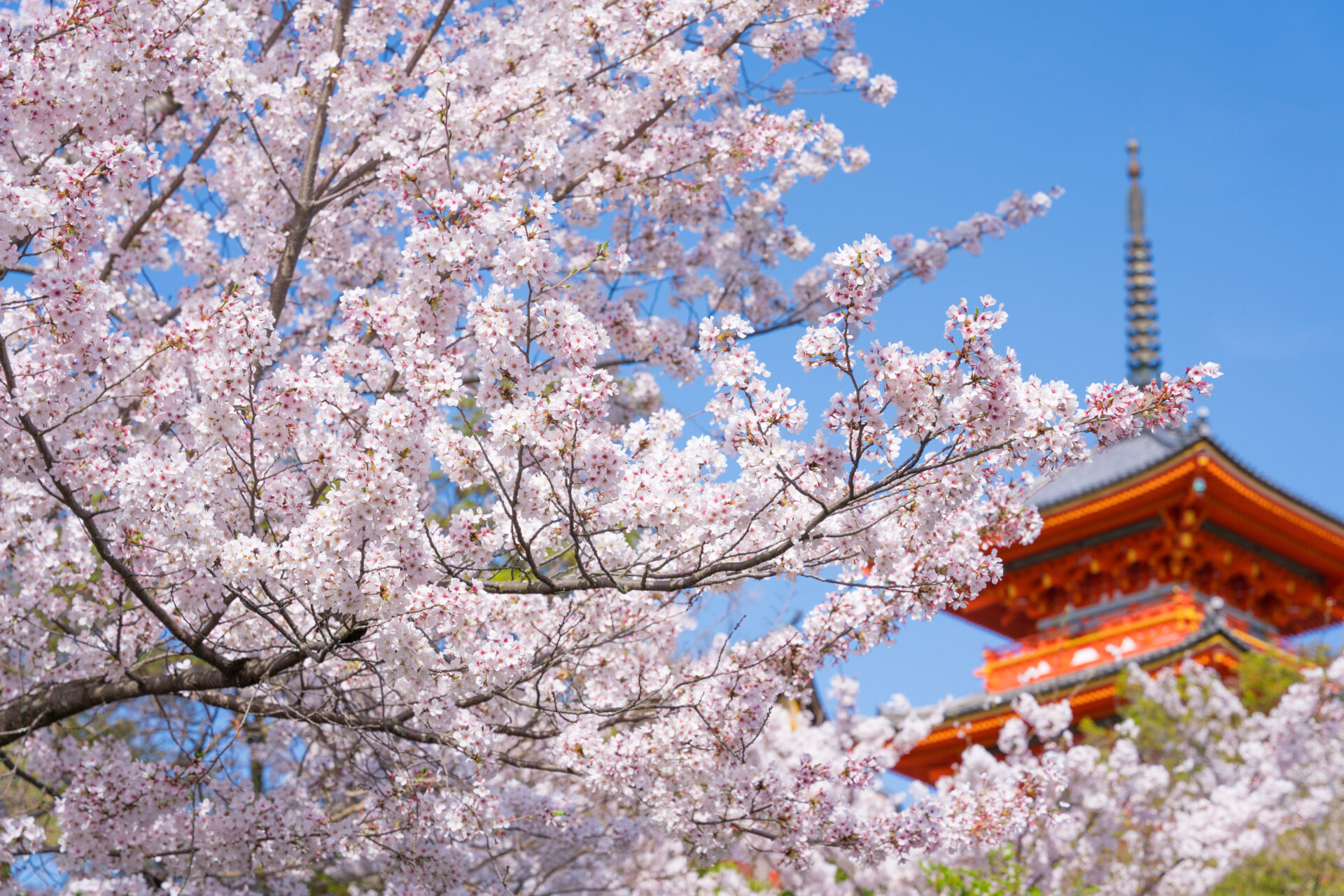 桜だより