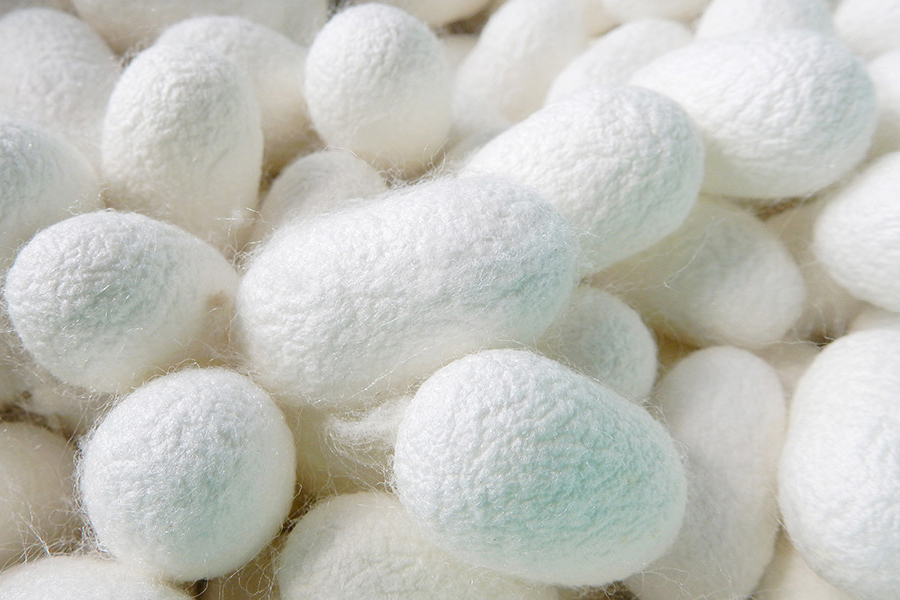 千年の京都に出会う～伊と幸～いのちの糸を未来へ ― 純国産絹がつなぐ京都の営み