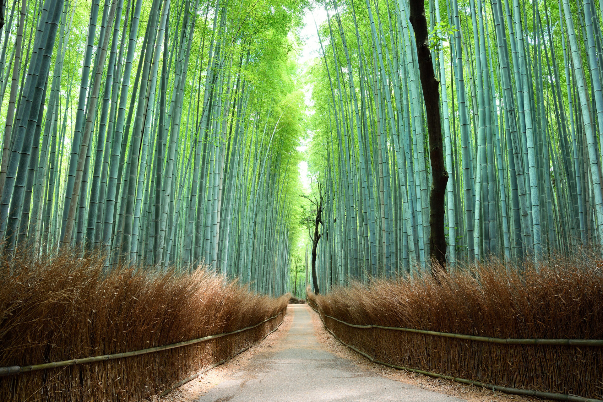 Arashiyama Bamboo Forest