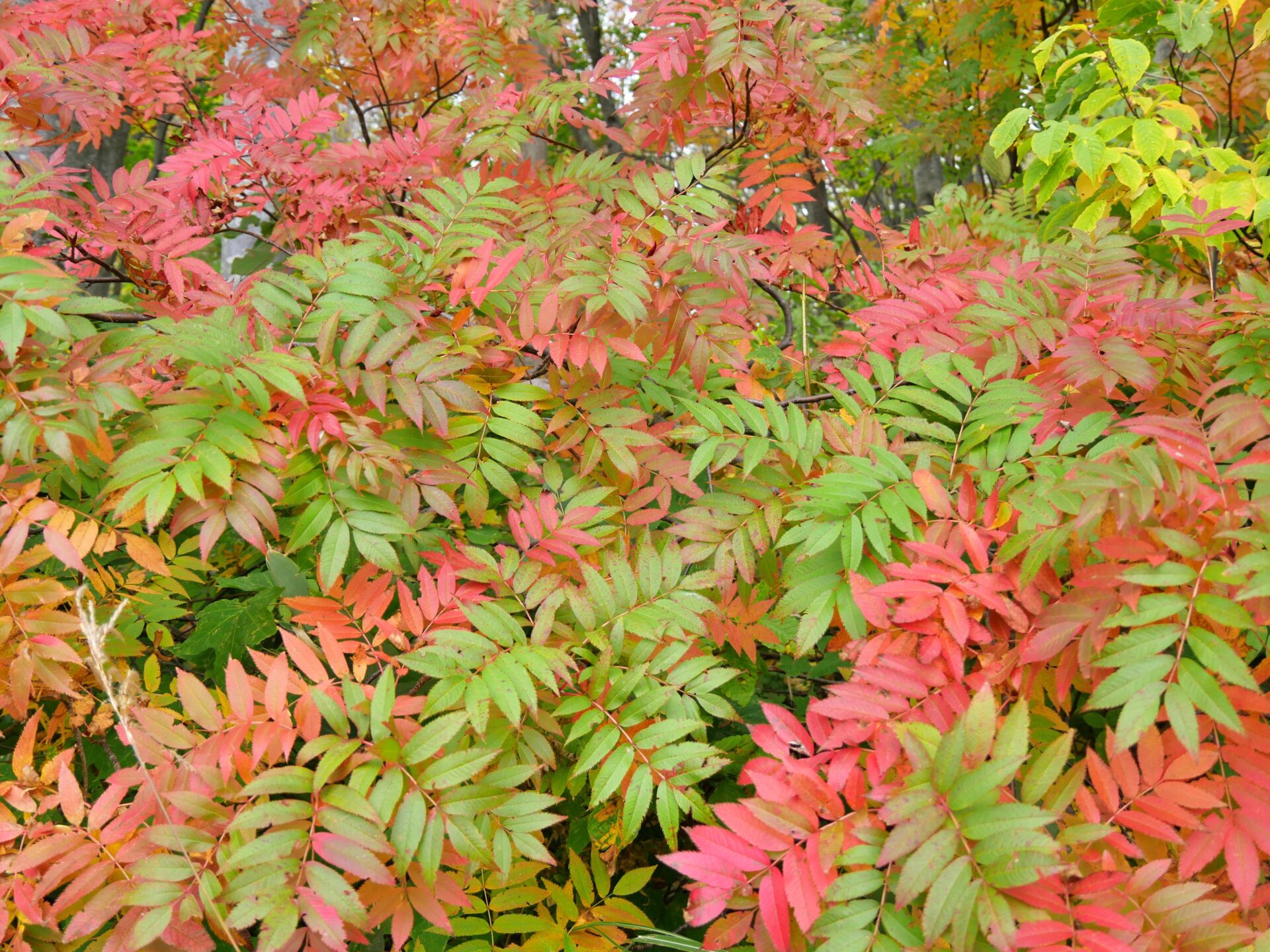 漆(ウルシ)とは?